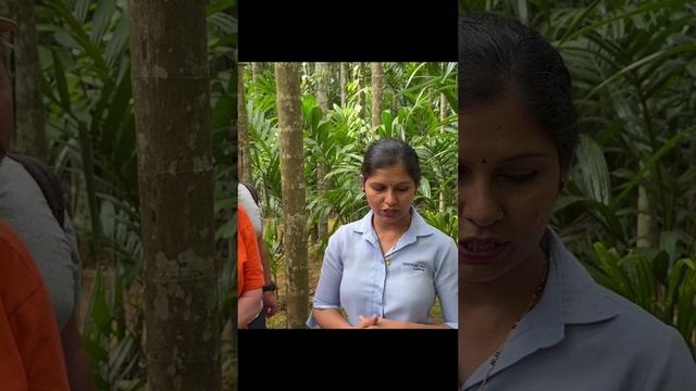 Португальский перец Чили в Индии