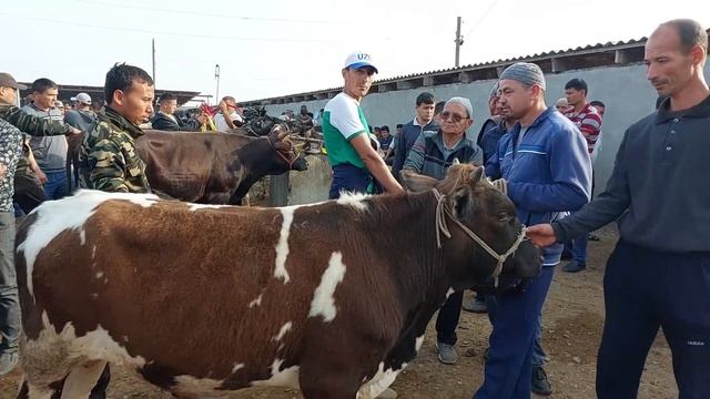 Beshariq Mol Bozori Buqalar Narhlari Bilan Tanishing 21.05.2023yil+99833.781.14.04