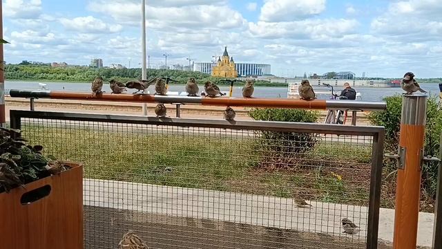 Прогулка по Нижнему Новгороду 18.06.2023 #нижнийновгород #сашанаташа #нино смотреть онлайн
