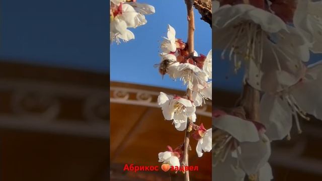 Абрикос Краснощекий зацвел #абрикос