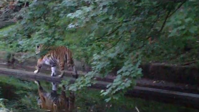 Jaguar Sally - Snow Leopard - Siberian Tiger -  Siamang - Munich Zoo / Tierpark Hellabrunn