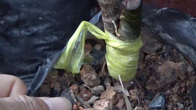 Kết quả ghép cây sung sau 19 ngày смотреть онлайн