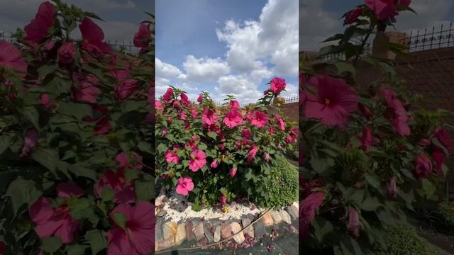 Гибискус - цветок любви и страсти‼️