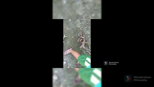 Bougainvillea Bonsai Hunting || Bougainvillea Lover || AgRICO Plantito смотреть онлайн