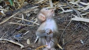 Monkeys like to eat apples