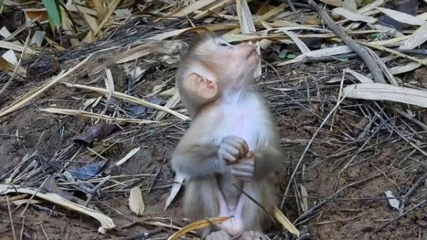 Monkeys like to eat apples