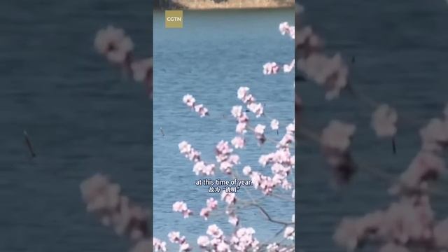 Global Watch Editor's Pick, Ep. 13: Traditions of Qingming Festival смотреть онлайн