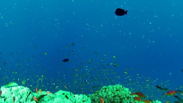 Divevolk YT 4K UHD смотреть онлайн