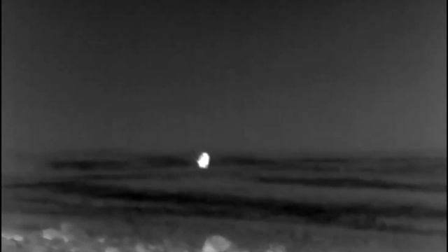 Стадо кабанов на кормёжке смотреть онлайн