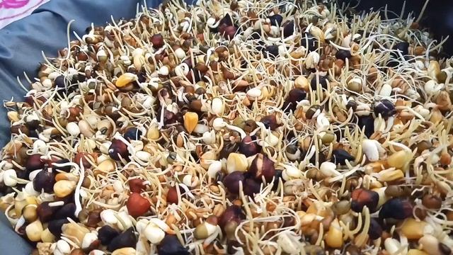 How to make sprouts at home for birds | Grow sprouts seeds for Budgies Parrots Cockatiel Lovebird смотреть онлайн
