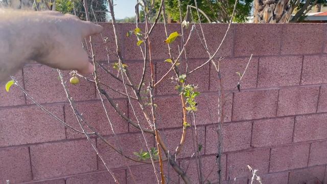 Winter Pruning a Granny Smith Apple Tree in Phoenix, AZ смотреть онлайн