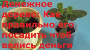 Денежное дерево: Как правильно его посадить чтоб велись деньги.