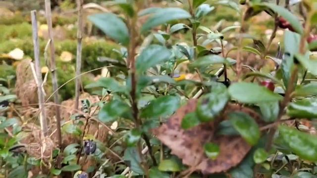 За грибами в середине октября. Что можно найти? смотреть онлайн