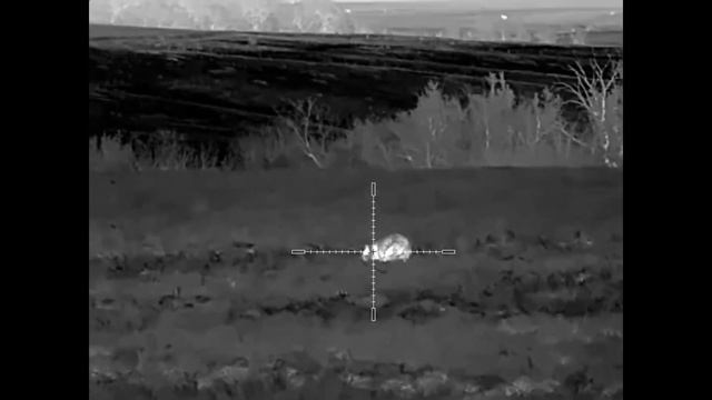 Волчица пришла на манок и стала мышковать на поле.( видео с плохим звуком) смотреть онлайн