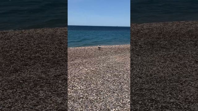 Чайка на пляже отеля Мрия , Mriya Resort & Spa, Крым️ #крым #мрия  #mriya