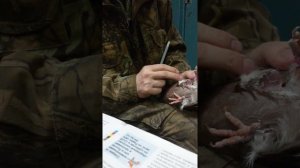 Вакцинация голубей, вакцина  Виросальм .