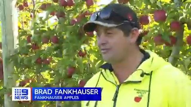 Dr Chao Chen's robot apple harvester смотреть онлайн