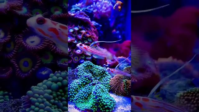 Удивительные рифовые близнецы... цвета коралловых рифов в аквариуме с морской водой... #аквариум смотреть онлайн