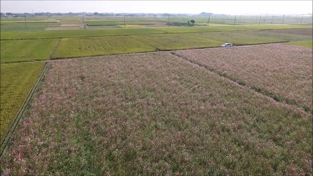 DJI Phantom 3 Advanced：秋桜(コスモス） смотреть онлайн