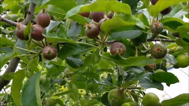 :0280: سیب نمبر4 پر پیوند کا حال اور اضافی فروٹ /Update Grafts on Apple No.4 and Excessive Fruit смотреть онлайн