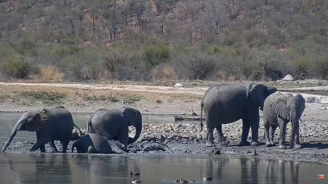 Грязевые ванны у слонов - Mud baths for elephants смотреть онлайн