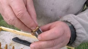 Вывод маток от а до я  Отбор маточников Однорамочные отводки 3 ч