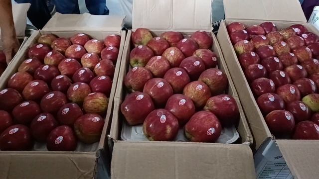 Today wholesale apple market rate in Himachal Pradesh 🍎 सेब के भाव ढली शिमला मंडी 🍎 смотреть онлайн