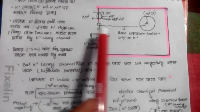 শরীরের সেল ও বিশ্রাম নেয়! আহারে মানুষ কেন এত পেইন দাও সেলকে!(Resting membrane potential) смотреть онлайн
