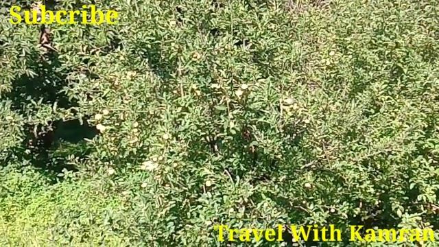 Apples In Swat/Apple Garden In Swat/Apple farming in Pakistan/Fruits in Swat смотреть онлайн