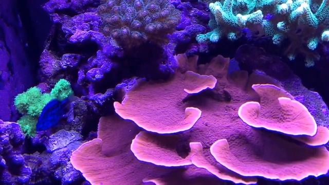 Andrew's Reef Tank Update: -1st Year Anniversary смотреть онлайн