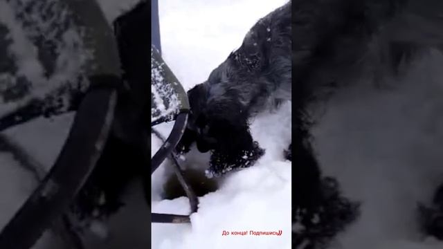 Собака рыбак! смотреть онлайн