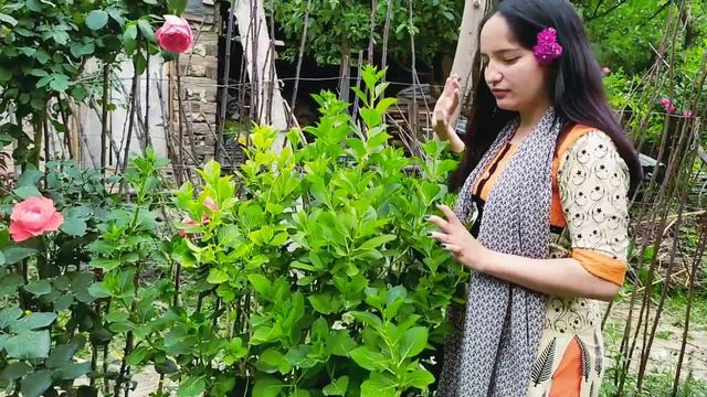 welcome to my farm😍/part-1/Apple 🍎/grapes 🍇/orange 🍊/pear 🍐/pomegranate/khurmani🍑/plam🤤/flowers 🌼🌹❤ смотреть онлайн