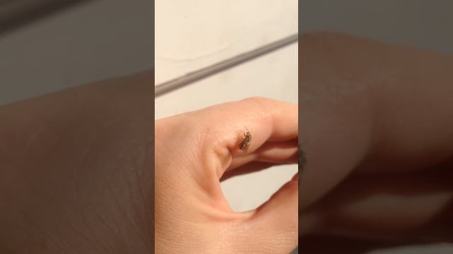 Oak apple hatch, gall wasp emerge. смотреть онлайн