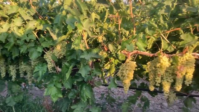 Bağın Son İlaçlaması.. Bağ Bozumuna Yaklaşıyoruz. #ziraatmeydanı смотреть онлайн