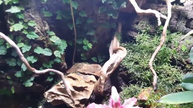 Vampire crab (geosesarma sp) Red Devil tank setup update 3 смотреть онлайн