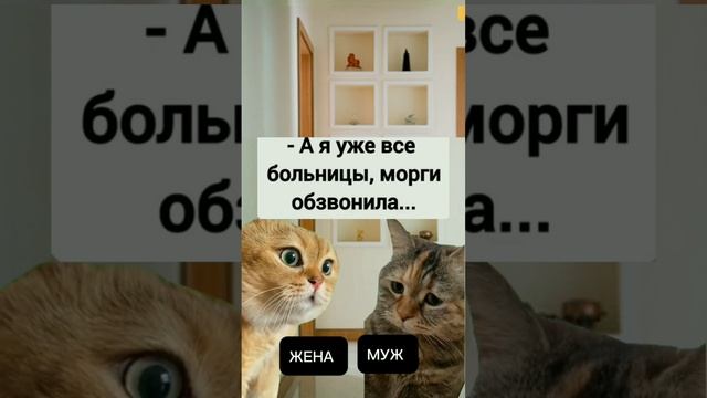 Ты где так долго был? Котики в тренде. #смешныеистории #мемы #юмор#смешныекотики смотреть онлайн