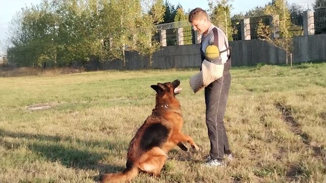 3.  выражено/пож ФЕРРАРИ С САМОГО ЧЕРНОГО МОРЯ (Кинг Из Созвездия Львов – Харизма С Черного Моря)