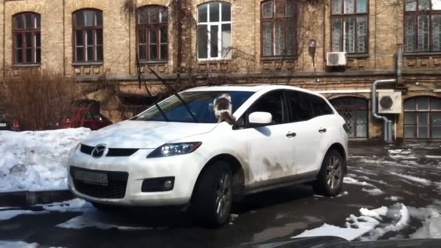 Кот vs дворник смотреть онлайн
