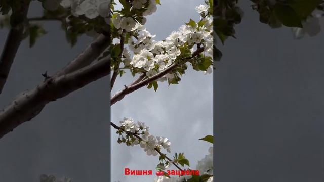 Зацвела ВИШНЯ
