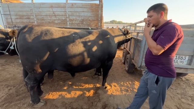 ХОРАЗМ МОЛ БОЗОР НАРХЛАРИ 9 августа 2023 г.