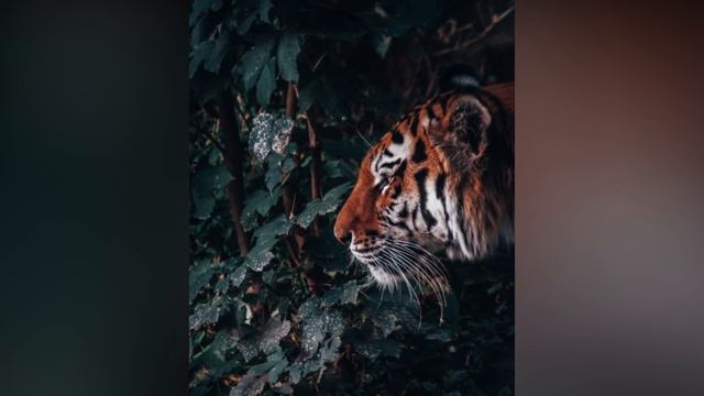 Why do Tigers Have Stripes, and Lions Don't? смотреть онлайн