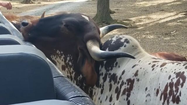 Baby Watusi Kisses - Lake Tobias Safari Tour смотреть онлайн