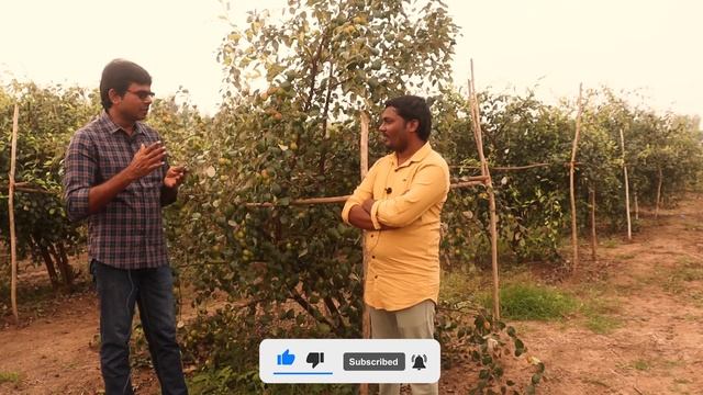 కాశ్మీరీ ఆపిల్ బేర్ పూర్తి సాగు విధానం | Kashmiri Apple Ber Cultivation Practices | AgriTech Telugu