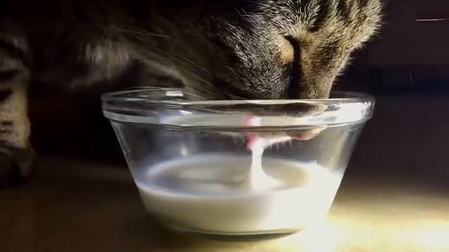 iPhone 6 Slow Motion Test - Cat Drinks Milk. смотреть онлайн