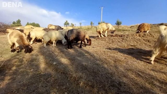 Sheep grazing in the apple garden | nomadic lifestyle | nomadic life in iran смотреть онлайн