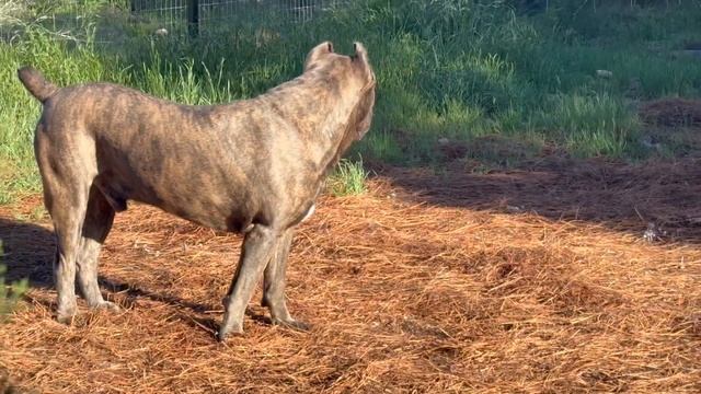 CANE CORSO Pack of Dogs in PROTECTION MODE смотреть онлайн
