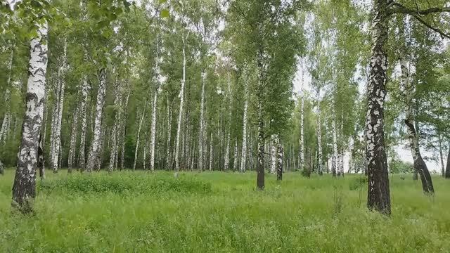 Июньское вдохновение!!!Деревенские пейзажи!!! Цветут пионы!!! смотреть онлайн