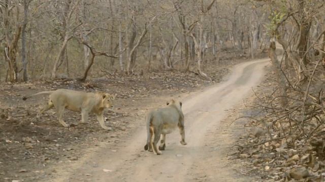 The Pride Kingdom: Episode 05 - Bhai Ki Bhai Se Na Bani смотреть онлайн