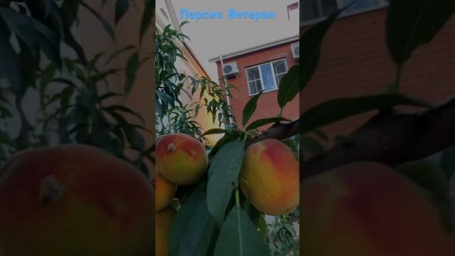 Персик Ветеран- очень вкусный сорт #персик