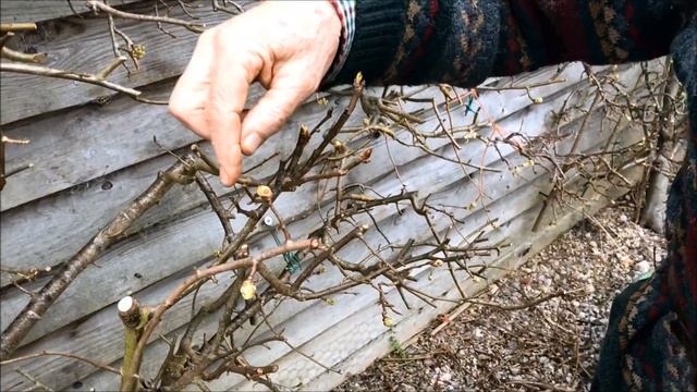 Pruning pear trees - the difference between fruit bud and wood bud смотреть онлайн